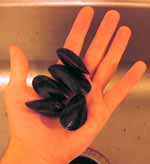 mussels-hand.jpg